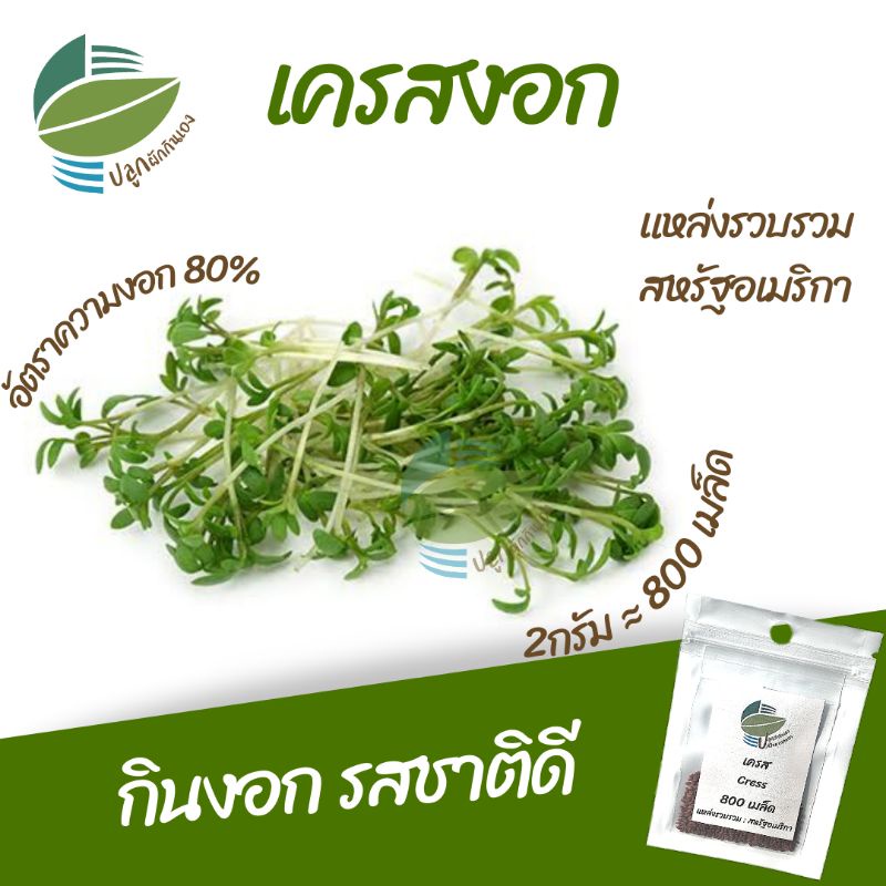 เครสงอก (Cress Sprout) Shopee Thailand