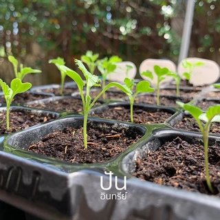 🇺🇸 เมล็ดนำเข้า เมล็ดเคล เคล เคลใบหยิก ผักเคล Curly Kale (Organic Seed) สายพันธุ์ดี คะน้าเคล จากสหรัฐอเมริกา ปันอินทรีย์