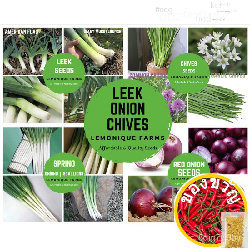 Leek | ธงอเมริกัน Leek เมล็ด | Musselburgh Leek เมล็ด | กระเทียมสร้อยข้อมือ/มะละกอ/ผักชีฝรั่ง/ภายใต้