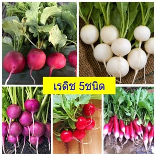 ผลิตภัณฑ์ใหม่ เมล็ดพันธุ์ 2022เมล็ดพันธุ์ผัก Radish เรดิช 5 ชนิด 150 เมล็ด เมล็ดพืช ผักสวนครัว พร้อมคำแนะนำการเ /ขายดี 0