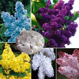 （คุณภาพสูง เมล็ด）จุดประเทศไทย 50 Pcs/bag คุณภาพสูง (Multicolored Lilac Flower Seeds Outdoor P/อินทรีย์ ผัก ปลูก /ขายด RI