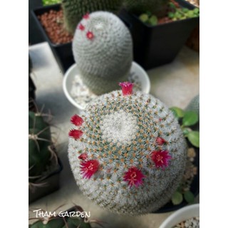 Mammillaria haageana แมมฮาเกียน่า 2"