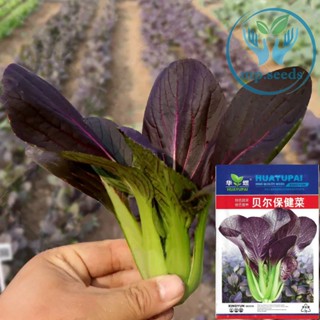 เมล็ดผักกวางตุ้งใบม่วง 1,500 เมล็ด ผักกวางตุ้งฮ่องเต้ใบม่วง Purple  Pakechoi