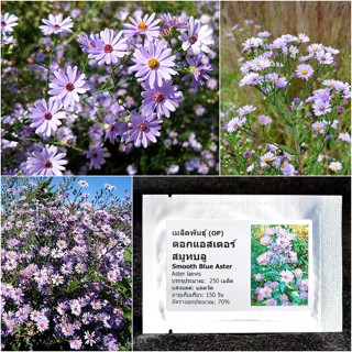 เมล็ดพันธุ์ ดอกแอสเตอร์ สมูทบลู Smooth Blue Aster Seed 250 เมล็ด คุณภาพดี ราคาถูก ของแท้ 100%