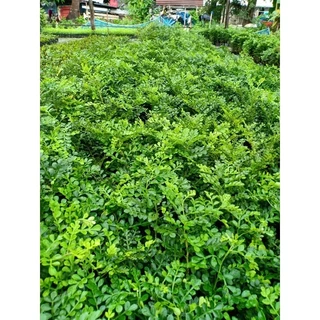 ต้นมะสัง นิยมทำไม้ดัด 10 เซน เสียหายเคลมฟรี