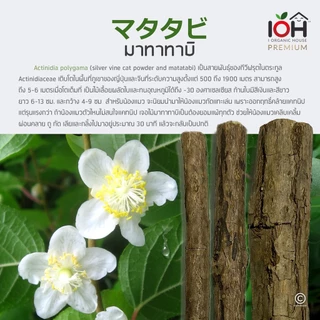 IOH Matatabi Sticks ไม้มาทาทาบิ แคทนิปญี่ปุ่น ช่วยขัดฟันและลดความเคลียดสำหรับแมว Size S