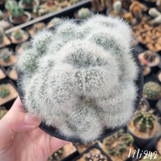 Mammillaria baumii cristata​ แมมบูมิอาย