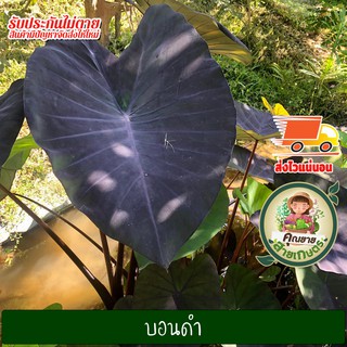 บอน บอนดำ โคโลคาเซีย แบล็คเมจิก Colocasia Black Magic พันธุ์แท้ ส่งแบบตัดใบ ใบมีสีดำเด่นสะดุดตา ก้านใบสีแดงอมม่วงเกือบดำ