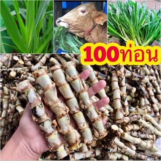 ท่อนพันธุ์หญ้าหวานอิสราเอล 100ท่อน