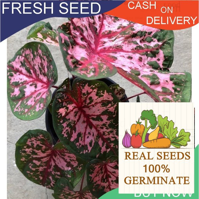 Caladium GYPSY Rose เมล็ด G16ง่ายต่อการปลูกเช่น Succuculent,Rose,Cactus & Adenium ดอกไม้/สวน/สวน/ ดอ