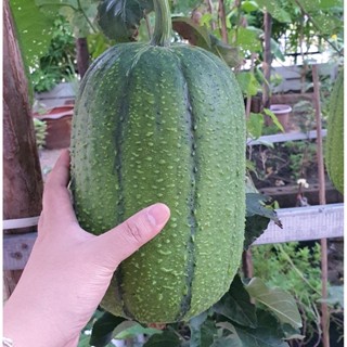 เมล็ดพันธุ์ บวบหอมแอปเปิ้ล (Apple Luffa Seed) บรรจุ 10 เมล็ด ลูกใหญ่ทรงคล้ายผลแอปเปิ้ล ผลกินได้ กลิ่นและรสชาติอร่อย เหมือนบวบหอมทั่วไป ใส่แกงหน่อไม้ แกงอ่อม ลวกจิ้มน้ำพริก ได้หมด