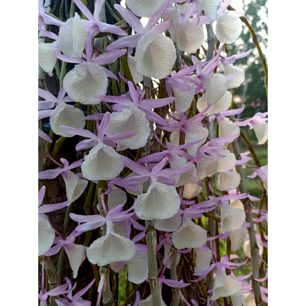 เอื้องสายน้ำผึ้ง1 ต้นพันธุ์4กิ่งนำลงกระถางเองพันธุ์ไม้ดอกไม้ประดับด้วยไม้หายาก