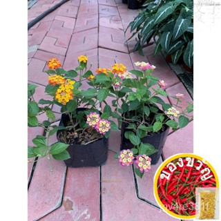 Flower Lantana # พลู # โปโล/ผู้ชาย/ดีไซเนอร์/กางเกง/ดอกไม้/ชุดชั้นใน/พุง/สาก/เสื้อ/ทานตะวัน/ DZCP