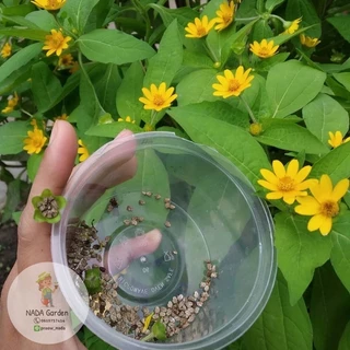 เมล็ดพันธุ์ดอกกระดุมทอง Melampodium paludosum บรรจุ 200 เมล็ด อัตราการงอกสูง