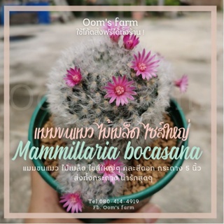 😺แมมขนแมว-Mammillaria bocasana ไม้เมล็ดไซส์ใหญ่ๆกระถาง 5 นิ้ว คละสีดอก จัดส่งให้ทั้งกระถางพร้อมจานรองครับ