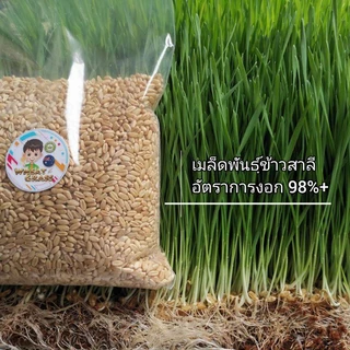 เมล็ดข้าวสาลีขนาด1กิโลกรัม ราคาถูก เกรดนำเข้า หญ้าแมว อัตราการงอกสูง เมล็ดต้นอ่อนข้าวสาลี Aus Wheat