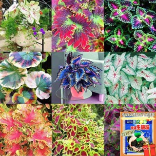 （คุณภาพสูง เมล็ด）เมล็ดพันธุ์ ราชินีใบไม้ Mix Colors Caladium Seeds Bonsai บรรจุ 100 เมล็ด Air/ง่าย ปลูก สวนครัว /ดอก L6W