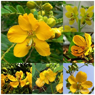 ผลิตภัณฑ์ใหม่ เมล็ดพันธุ์ 2022พร้อมสต็อกในประเทศไทย 50pcs/pack Cassia seeds flower เมล็ดอวบอ้วน บอนสี เมล็ดดอกไ /ดอก 1A9