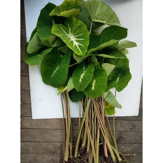 colocasia nancy บอนแนนซี่ตัดสด ไซส์แม่ 1เมตร