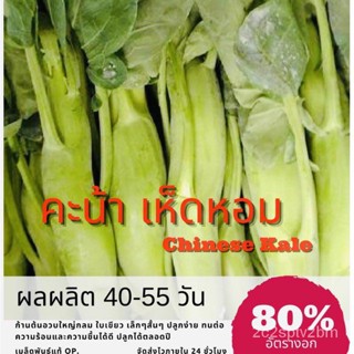 （คุณภาพสูง เมล็ด）เมล็ดพันธุ์ คะน้าเห็ดหอม 500 เมล็ด Mushroom Kale คะน้า (ซื้อ 10 แถม 1 คละอย่างได้)/ง่าย ปลูก สว/ขายด JU