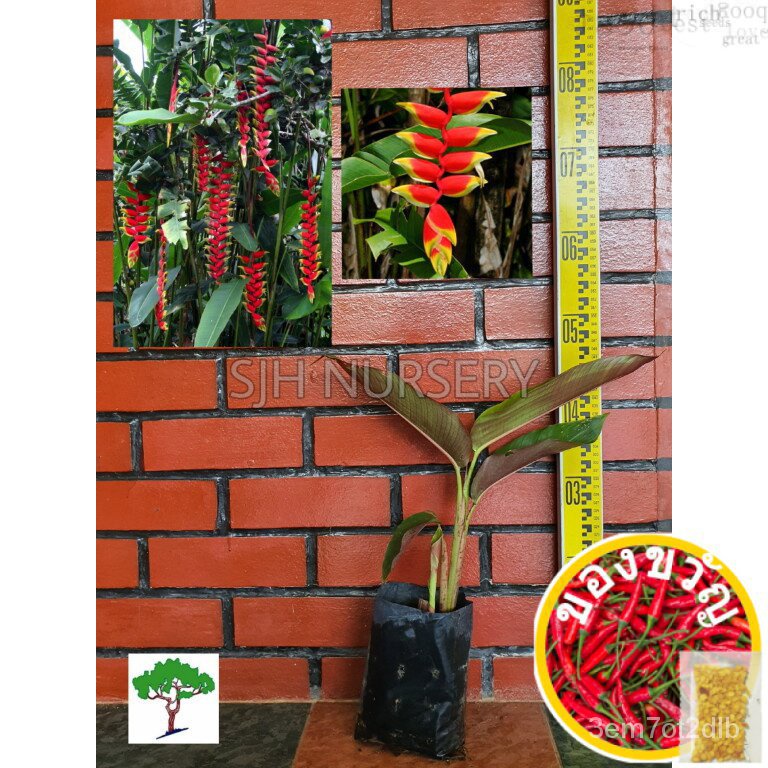 Sjh-saplings Heliconia rostrata/atari/atari/stol [เซ็ต/ การเชื่อมต่อ/การเชื่อมต่อ] LFWS
