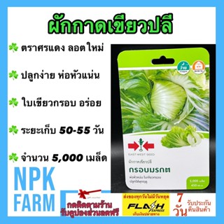 ผักซอง ศรแดง ผักกาดเขียวปลี กรอบมรกต จำนวน 5,000 เมล็ด/ซอง ผักกาด เขียวปลี ห่อหัวแน่น ใบเขียวกรอบ ปลูกได้ทุกฤดู npkfarm