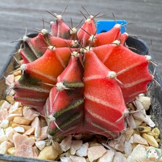 (B28) ต้นยิมโนด่าง คัดพิเศษ ไม้เมล็ด - (gymnocalycium) - แคคตัส/ง่าย ปลูก สวนครัว เมล็ด/อินทรีย์ 97ME