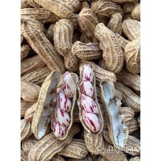 ผลิตภัณฑ์ใหม่ เมล็ดพันธุ์ 2022เมล็ดอวบอ้วน ถั่วลิสง ลายเสือพราน (BICOLOR SEED PEANUT)บรรจุ 10 เมล็ด หวานมัน อร่ /ขายดี 9