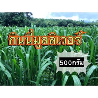 ✅ กินนี หญ้า กินนี่มูนริเวอร์ 500 กรัม (คัดเกรดA+) (พร้อมปลูก)