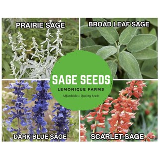 ผลิตภัณฑ์ใหม่ เมล็ดพันธุ์ จุดประเทศไทย ❤Sage Seeds | Prairie Sage | Blue Sage Seeds | Broad Leaf Sage or KITCHE /ขายด 42