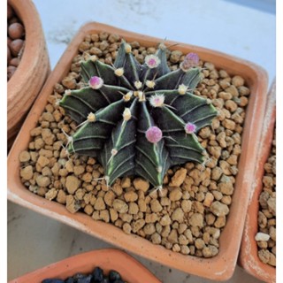 ยิมโนคาไลเซียม (Gymnocalycium)