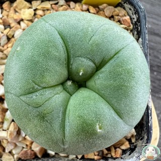 (Y6) ต้นโลโฟ ไม้เมล็ด - (Lophophora) - แคคตัส/ง่าย ปลูก สวนครัว เมล็ด/ขายดี 0F6S