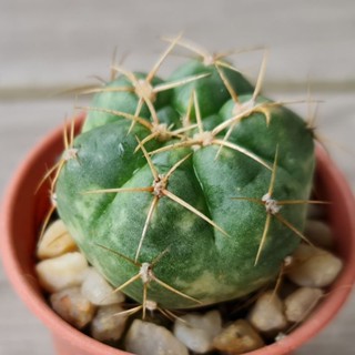 ยิมโนฮอททิไอด่าง [Gymnocalycium horstii variegata] ไม้หายาก