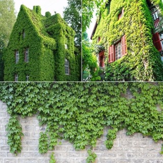 （คุณภาพสูง เมล็ด）เมล็ดพันธุ์ไม้เลื้อย Creeper Ivy Seeds Parthenocissus เมล็ดดอกไม้ ต้นไม้ประด/ง่าย ปลูก สวนครัว /ดอก TXQ