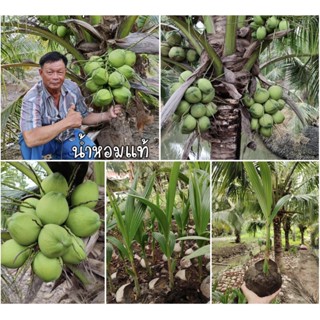 ผลิตภัณฑ์ใหม่ เมล็ดพันธุ์ เมล็ดพันธุ์คุณภาพสูงในสต็อกในประเทศไทย พร้อมส่ง ะให้ความสนใจของคุณพันธุ์มะพร้าวน้ำหอม /ดอก AFK