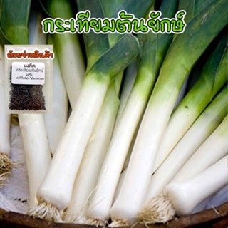 กระเทียมต้นฝรั่ง กระเทียมต้นยักษ์ 40-100 เมล็ด (Leek) เมล็ดกระเทียมต้น เมล็ดพันธุ์   [ซื้อ 10 แถม 1 คละได้]