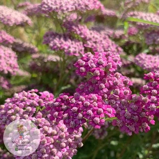 เมล็ดพันธุ์ยาร์โรว์ คละสี 500 เมล็ด Achillea millefolium หรือ Yarrow เมล็ดพันธุ์แท้