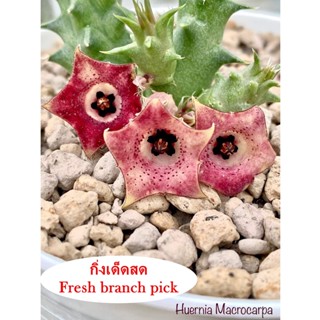 เก๋งจีน Huernia Macrocarpa *กิ่งเด็ดสด* แคคตัส ไม้อวบน้ำ Cactus and Succulent