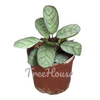 คล้าอมากริส กระถาง 4 นิ้ว  / Calathea Amagris Pot 4"