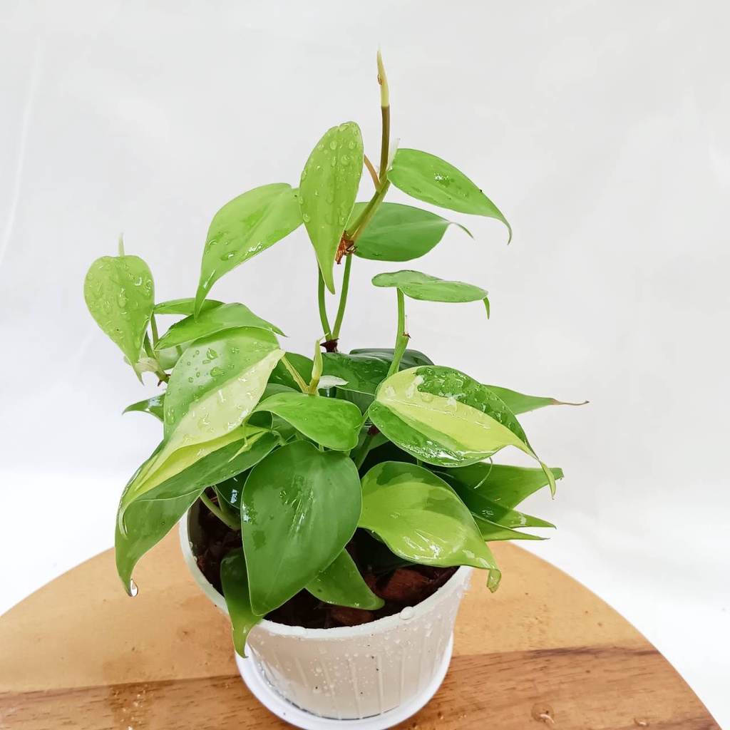 พลูบราซิล(2สี)💦ไว้ห้องน้ำได้💦พร้อมกระถางขนาด3นิ้ว ไม้ฟอกอากาศ - รูปที่ 2