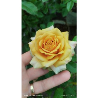 กุหลาบ โกลเด้นท์มัสตาร์ด (Golden mustard rose)