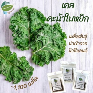 （คุณภาพสูง เมล็ด）ผักเคล คะน้าใบหยิก เคล (Curly Green Kale)​ นิวซีแลนด์ ~ 1100 เมล็ด #คะน้าใบห/ง่าย ปลูก สวนครัว /สวนครัว