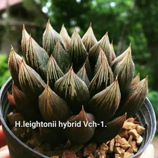 H.leightonii hybrid VCH-11 A106