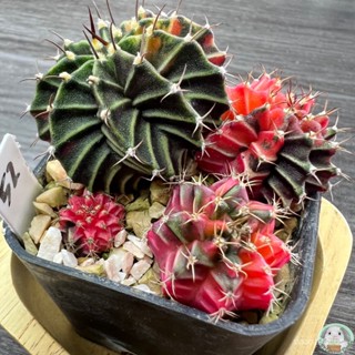 (W52) ต้นยิมโนด่าง คัดพิเศษ ไม้เมล็ด - (gymnocalycium) - แคคตัส/ง่าย ปลูก สวนครัว เมล็ด/อินทรีย์ SWNE