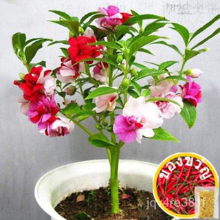 (100แอลเล็ก) Penguimpatiens Pengucamellia Impatiens Seeds ดอกไม้/หัง/เพอร์เฟกต์ RLUG