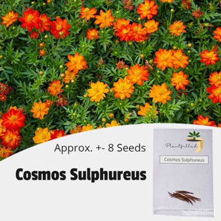 ผลิตภัณฑ์ใหม่ เมล็ดพันธุ์ จุดประเทศไทย ❤[Plantfilled] Cosmos Sulphureus Seeds for planting | Flower | Approx. 8 คล/เ MVX