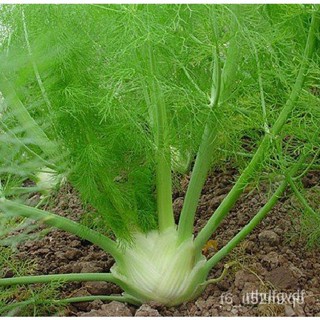 ผลิตภัณฑ์ใหม่ เมล็ดพันธุ์ จุดประเทศไทย ❤FENNEL HERB SEEDS (100 seeds)เมล็ดอวบอ้วน 100% รอคอยที่จะให้ความสนใจของ /ดอก KC7