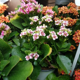 กุหลาบหิน ดอก คาลันโช ไม้อวบน้ำ Kalanchoe blossflediana เฉพาะฤดูหนาว