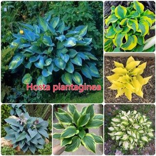 （คุณภาพสูง เมล็ด）จัดส่งในพื้นที่ บอนสี 50เมล็ด Hosta Plantaginea Color Mixing Begonia Seeds ต/ง่าย ปลูก สวนครัว /คละ AO2