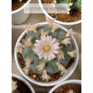 Lophophora williamsii โลโฟวิลเลี่ยมไม้เมล็ด 3"